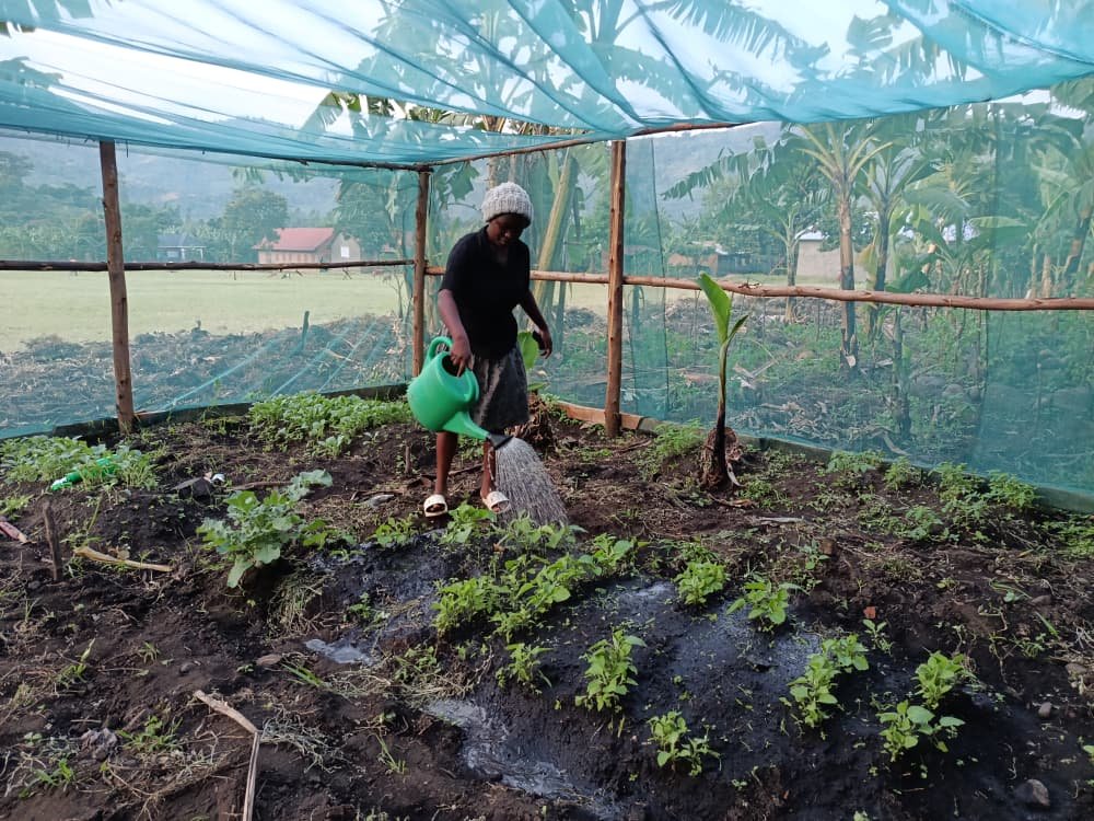 Several Vegetable Gardens Have  Been Started In Kasese, Uganda.